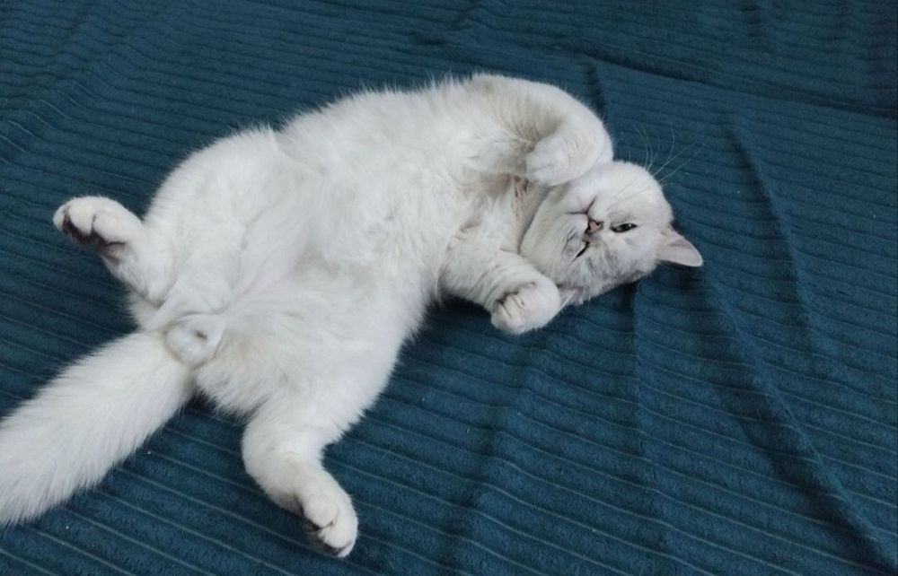 Вязка  шиншилы кота,опытный только на теретории жениха, ждет дам!