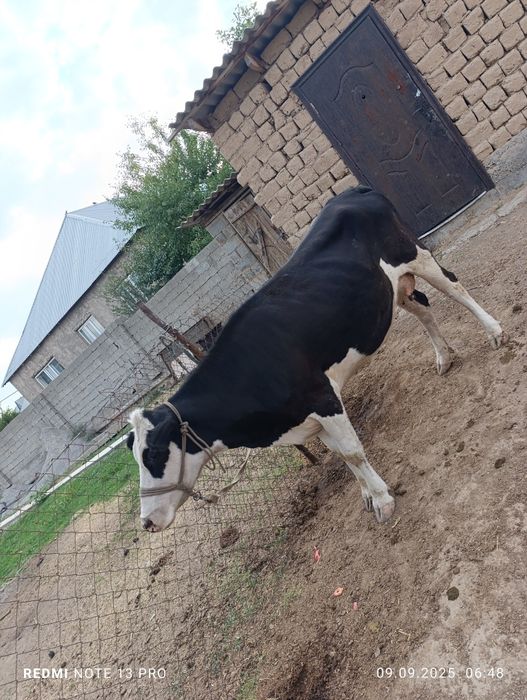 Сауынды сиыр сатылады