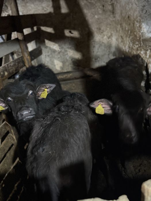 Vând viței de bivoliță