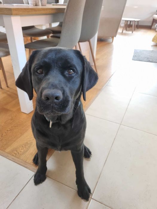 Лабрадор ретривър