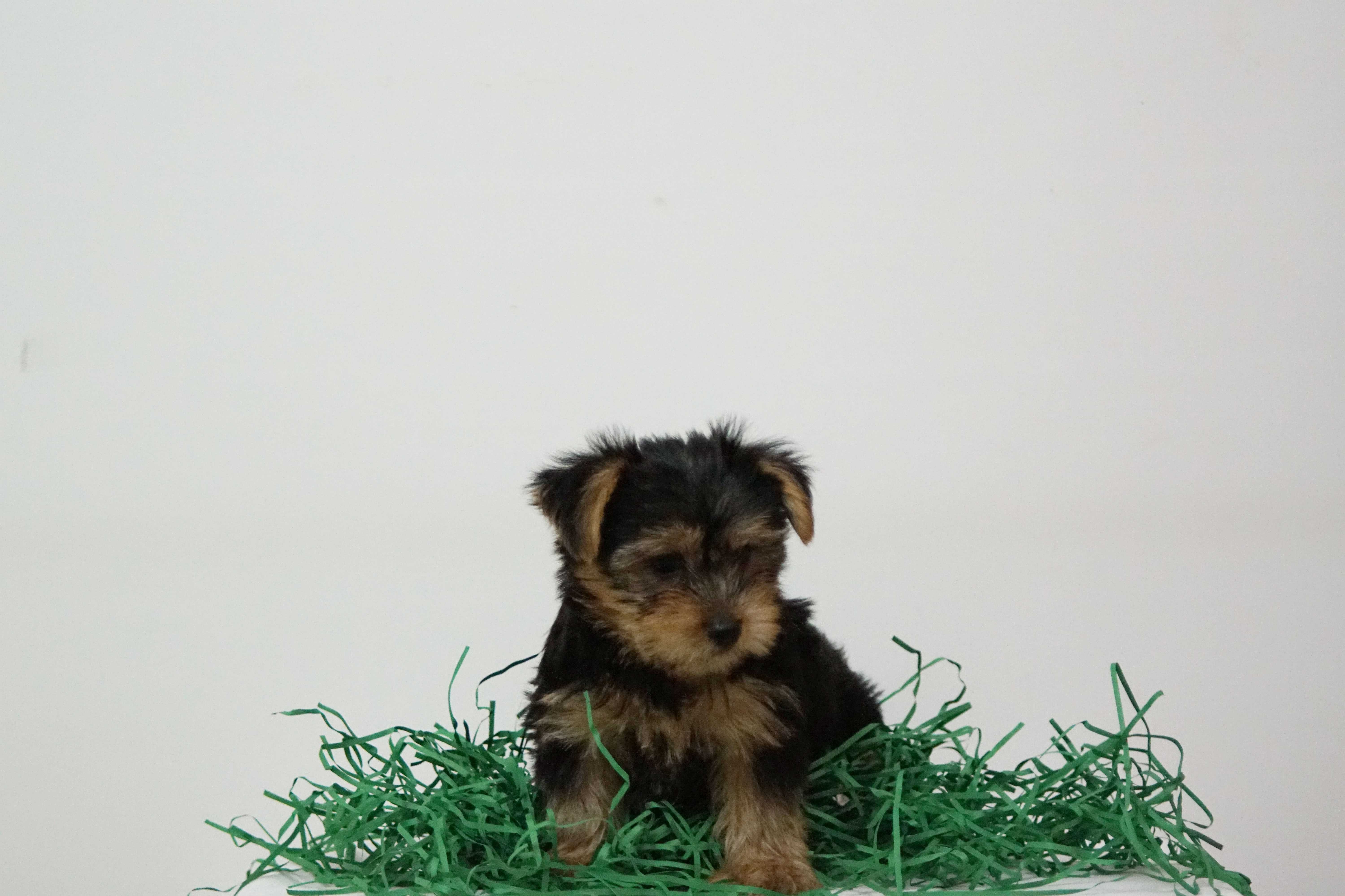 Yorkshire Terrier