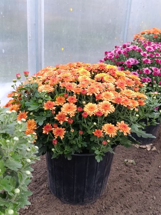 Хризантема мультифлора