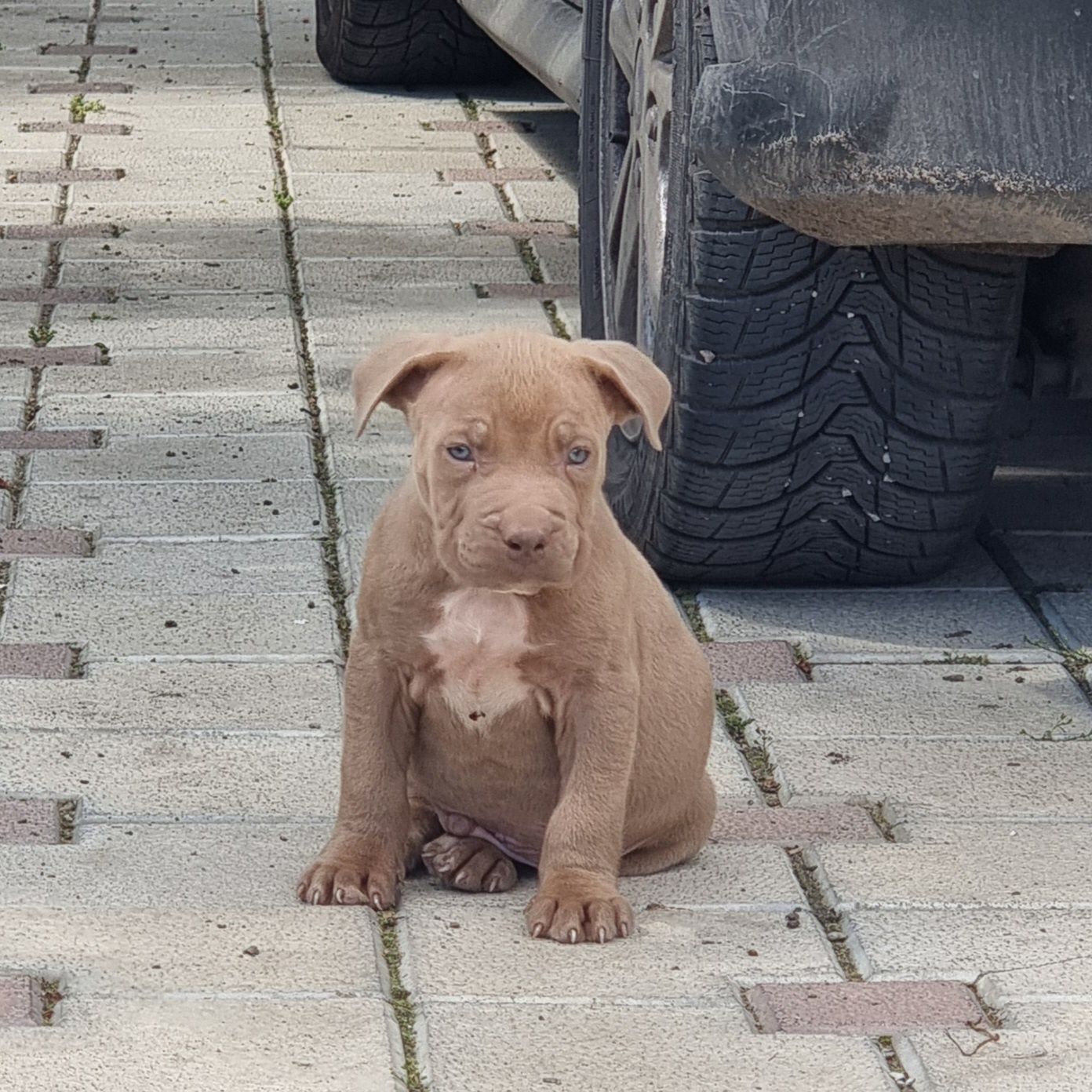 American Staffordshire Terrier Amstaff  cu pedigree