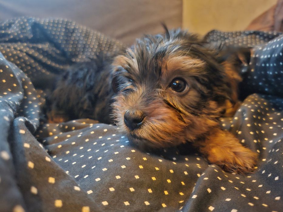 Йоркширски териер/йорки