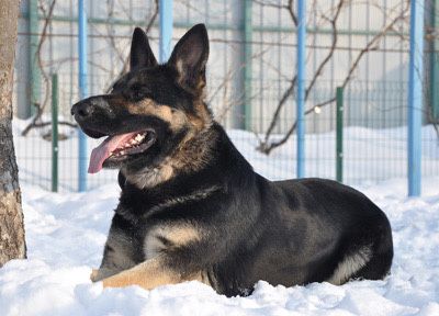 Авчарка ВЕО.