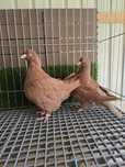 Porumbei modaini   adult + pui