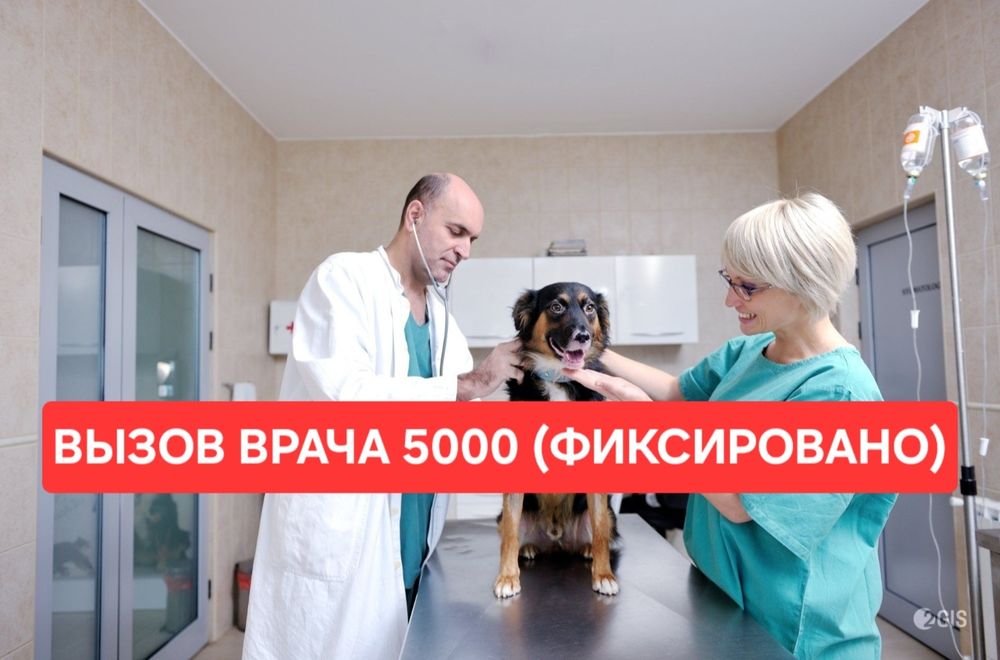 УЗИ Ветеринар на дом вызов на выезд Ветеринарный врач Вакцинация
