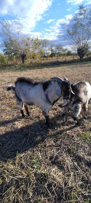 Vand doi  țapi  (iezi de anul asta)