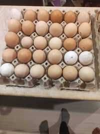 домашни яйца от свободно гледани кокошки
