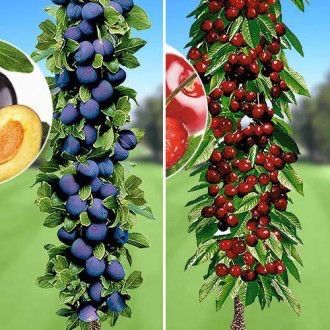Pomi fructiferi columnari perfecti pt spatii restranse