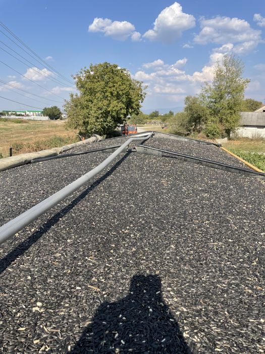 Vand ceriale productia 2025