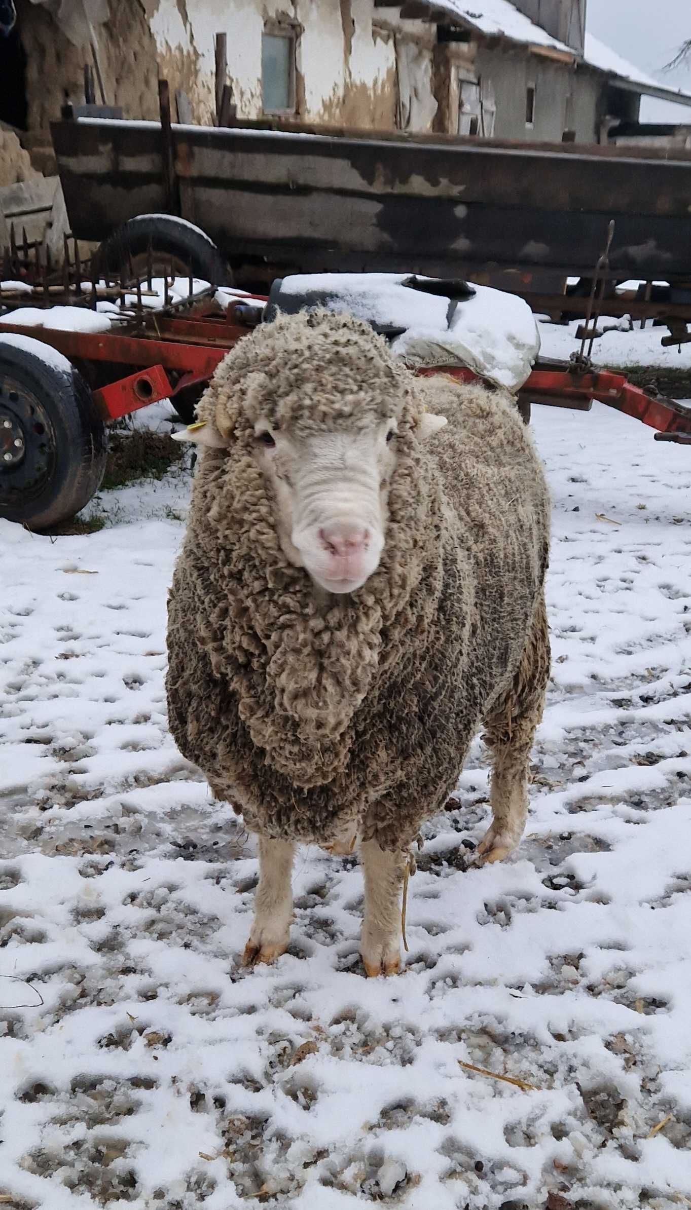 Vând/Schimb berbec merinos