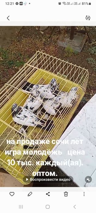 Продам домашних голубей.