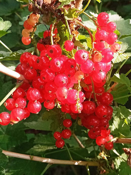 Бутасимон мевали ўсимликлар- Саженцы ягод