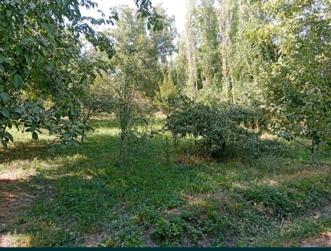 Туй тепа, Изза овул махалласида ер участкаси сотилади