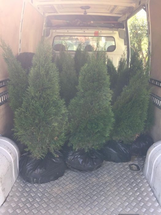 Vand TUIA ACLIMATIZATI ! Pret de producator!