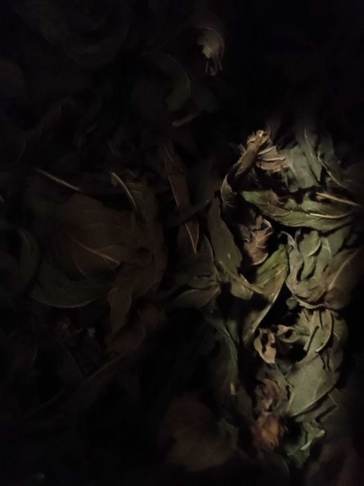 Oferta PACHET 10+1 pungi MENTA de gradina, BIO