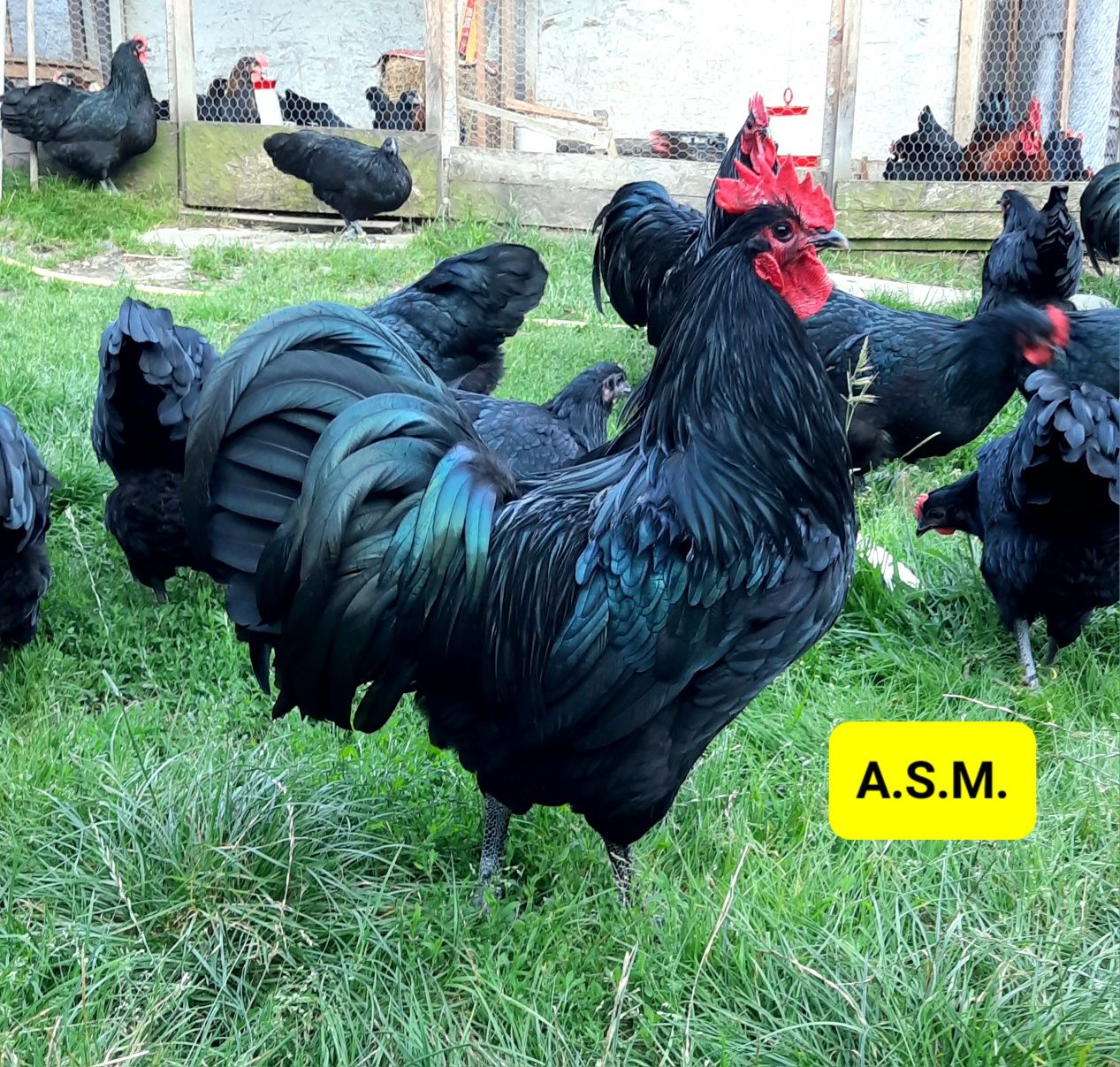 Preiau comenzi pui Australorp Negru și Marans