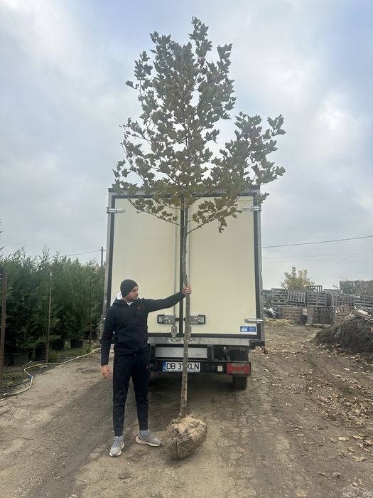 Platan / Mesteacan / Tei