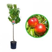 Nectarini Venus la ghiveci