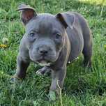 American Bully Merle