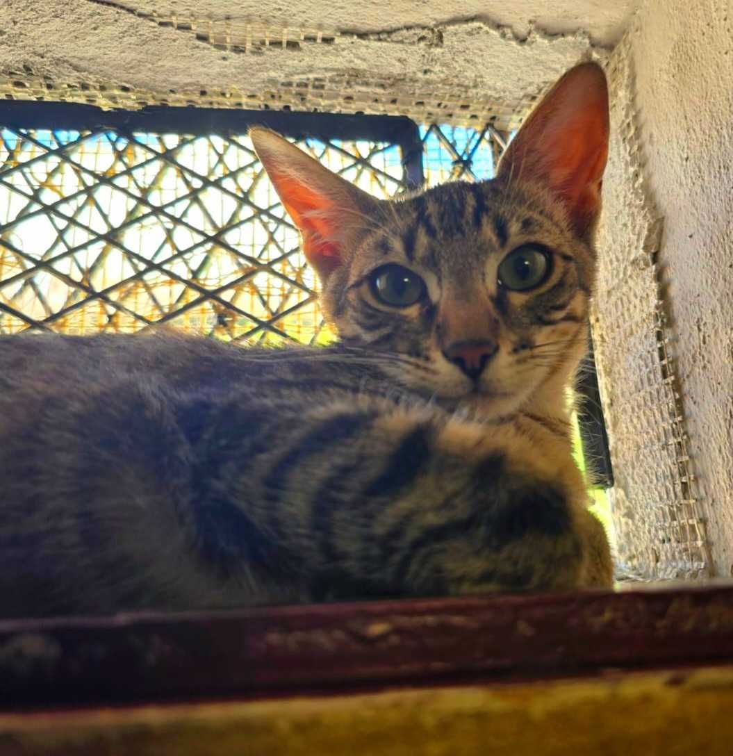 Adoptie pui de pisica motani Yuki si Mimo