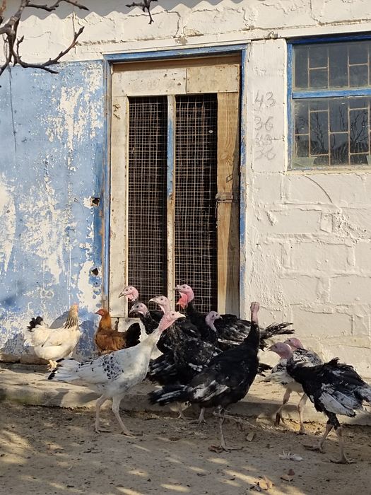 Индюк сатылады !!!