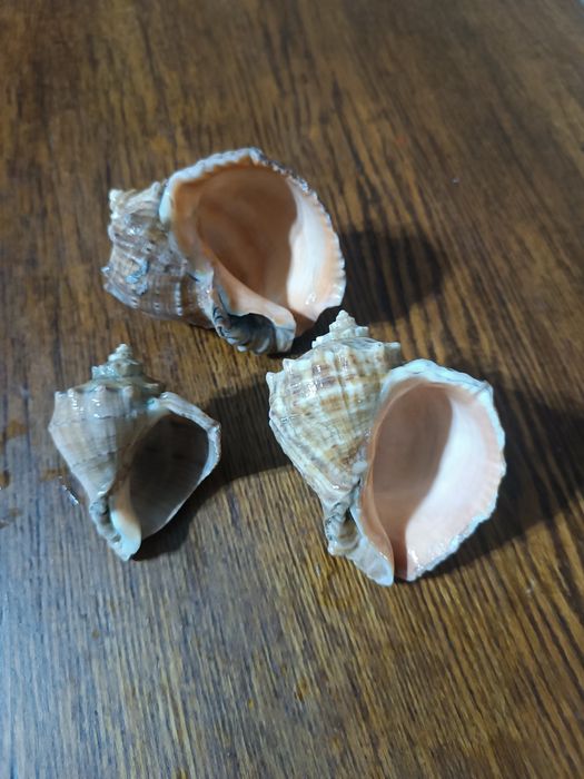 Продаются ракушки комплект..