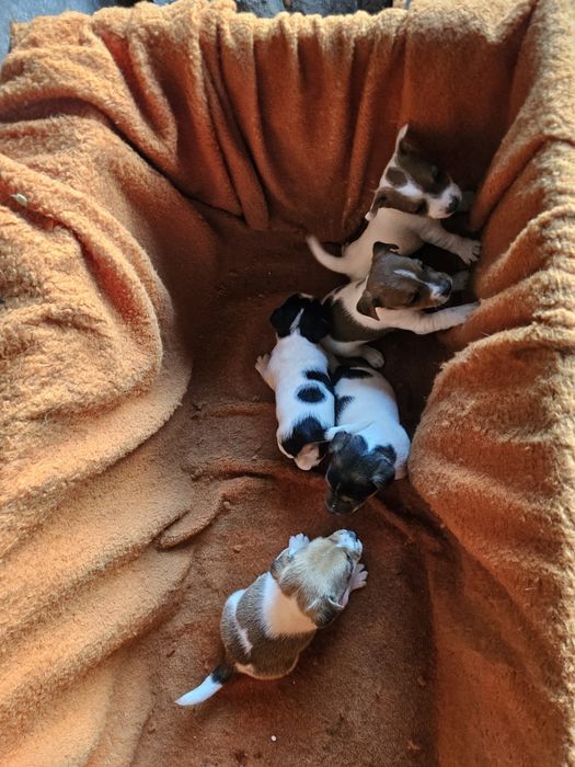 Три момичета и едно момче Джак Ръсел териер