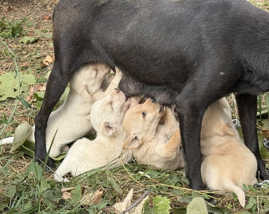 Donez catelusa de curte - vaccinata si deparazitata