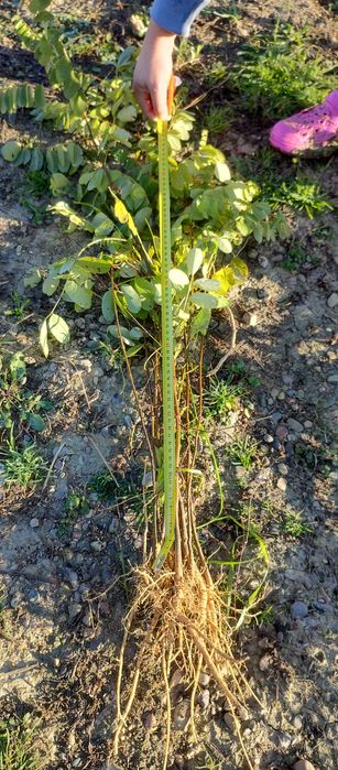 Puieti forestieri salcâm frasin carpen fag mesteacăn