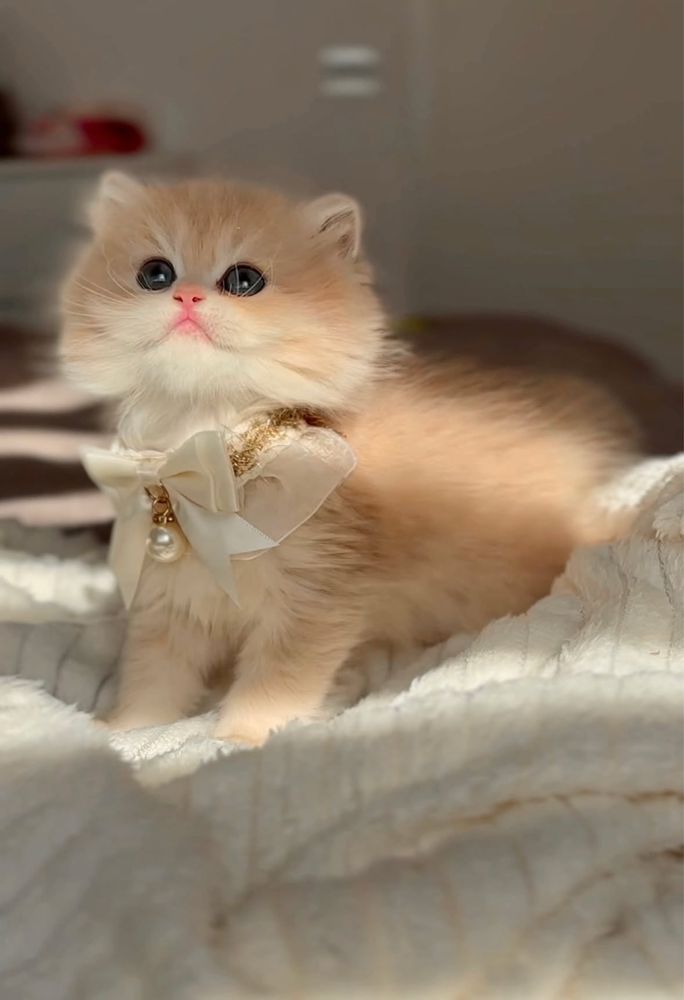 Pisica british longhair