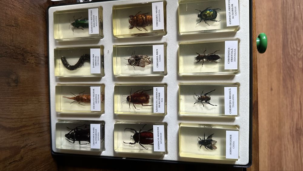 Colectie insecte DeAgostini