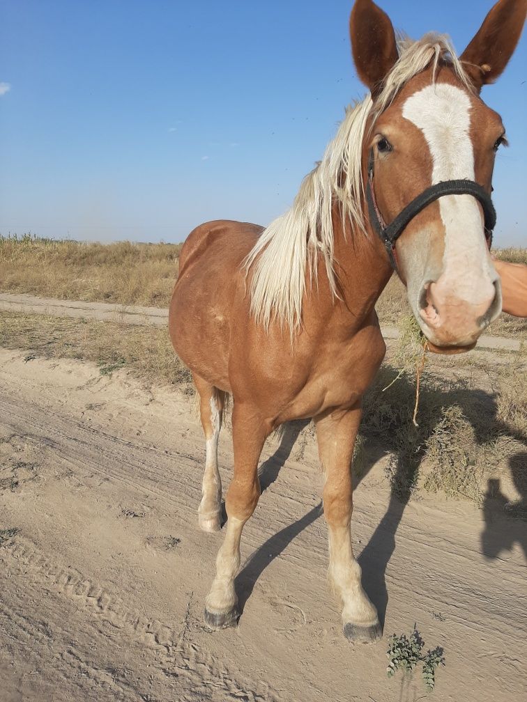 Продам кабылку владимирский тяжеловоз