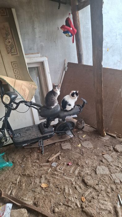 Отдам кошек в добрые руки