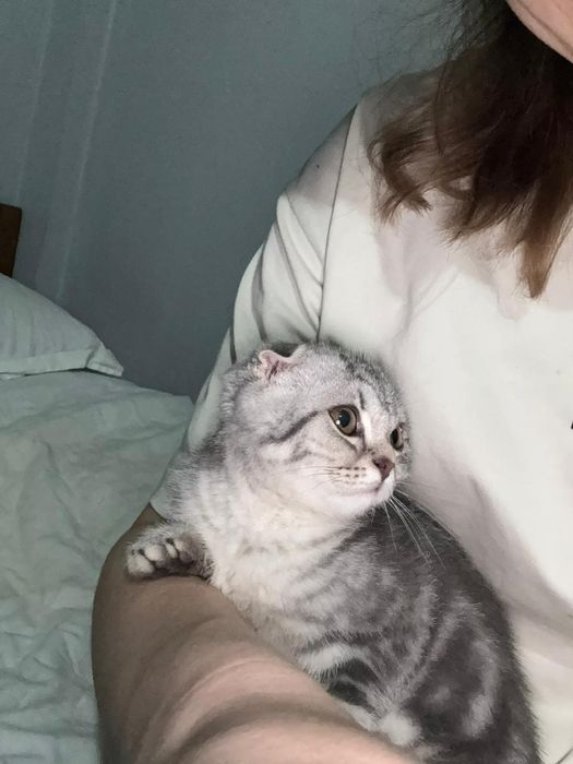 Кота падает  выслаухи