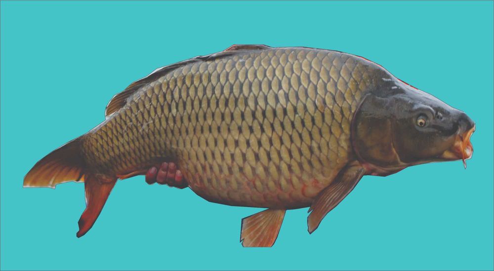 Vând crap viu trofeu