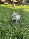 Pui Buldog francez