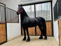 Iapă Friesian echitatie Frizian