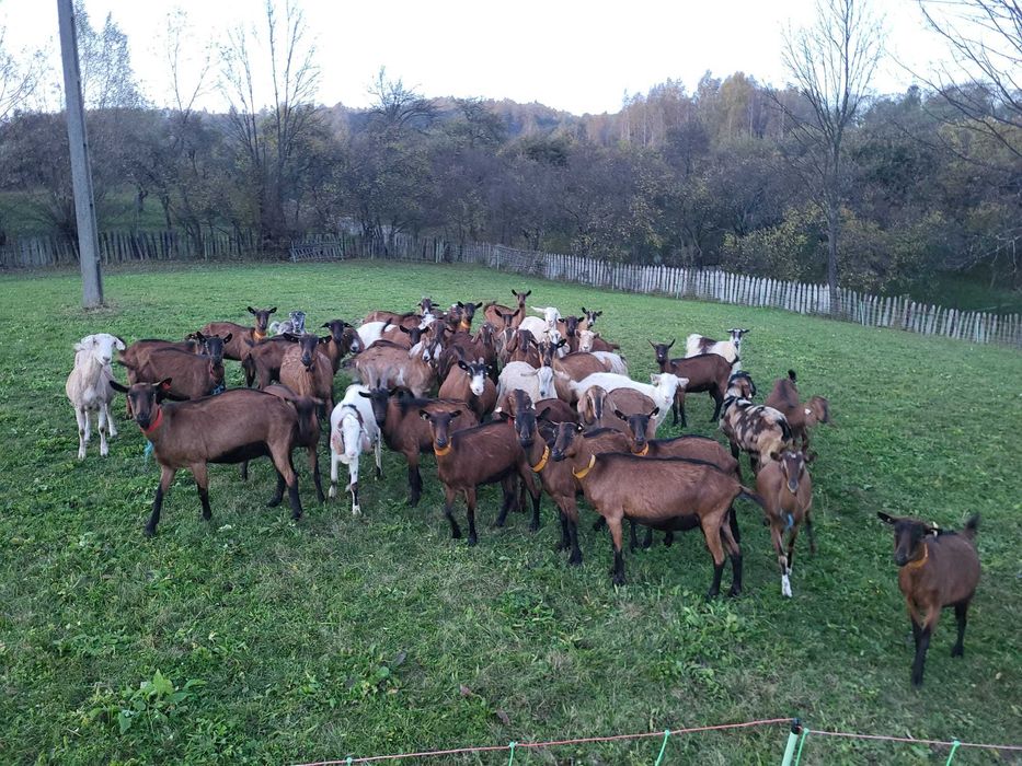 Vând capre(carpatine,metis si de rasa)