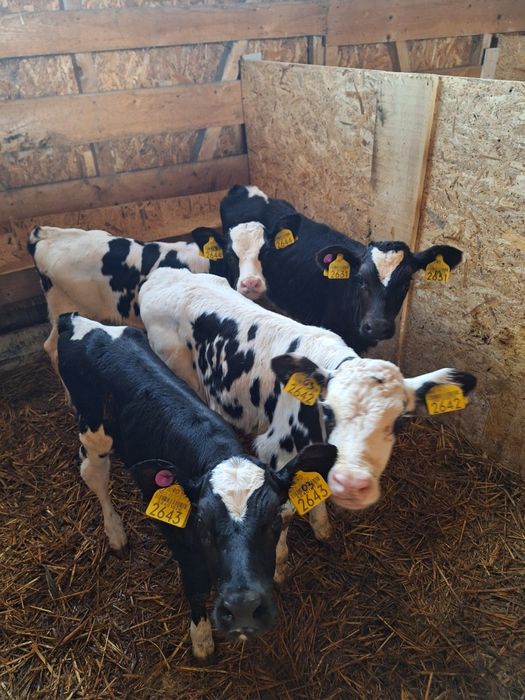 Vând tăurași intracati!!