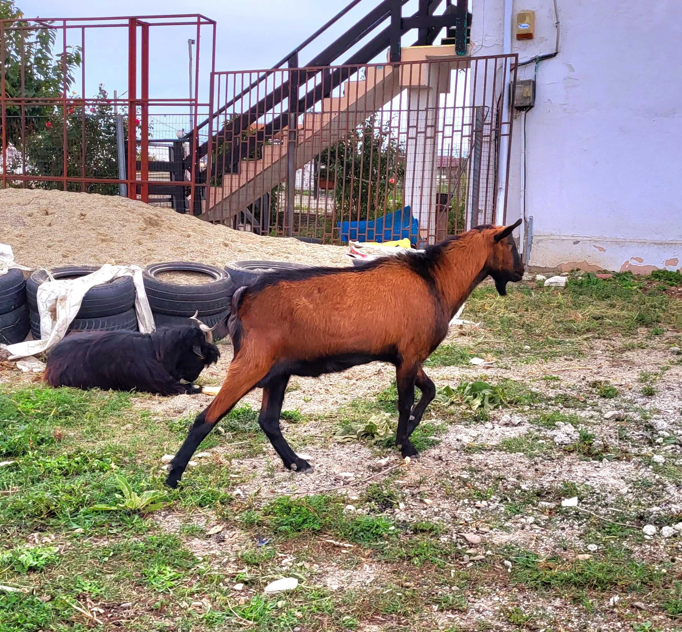 Țap Alpin Francez ,rasa pură, 1 an si doua luni.