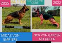 Ciobanesc German