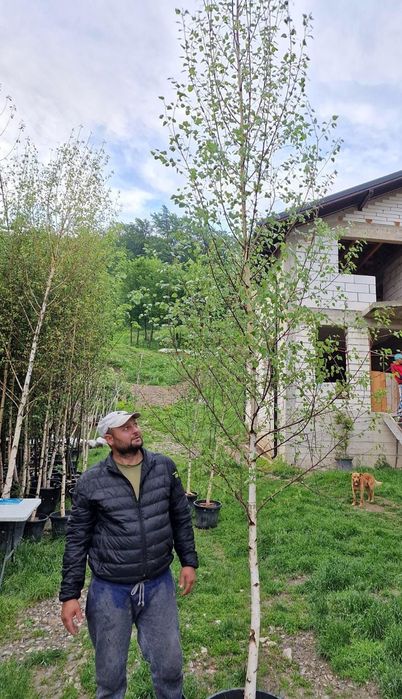 Vindem mesteacan de mai multe dimensiuni