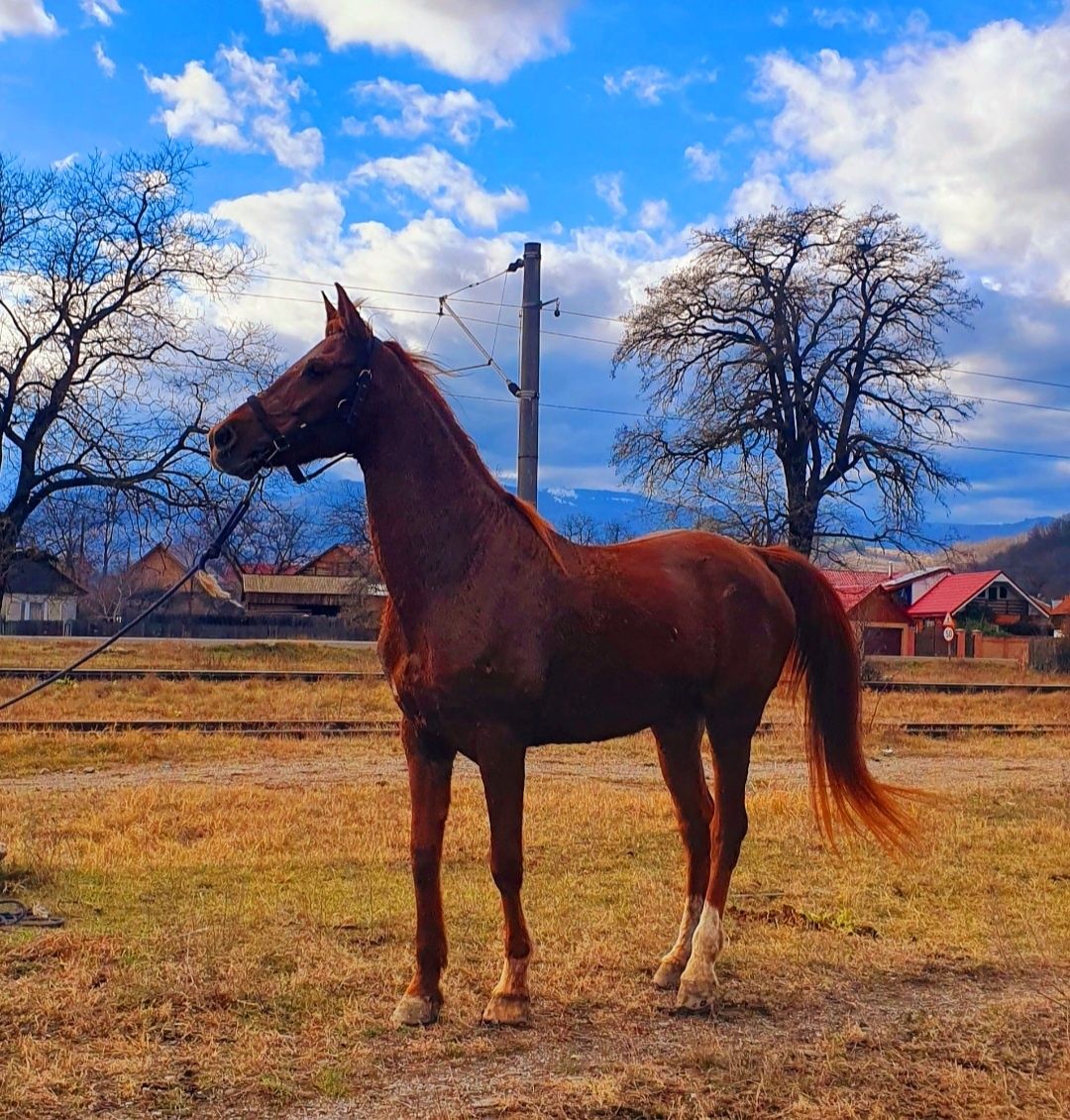 Cal iapa armasar pur sânge arab