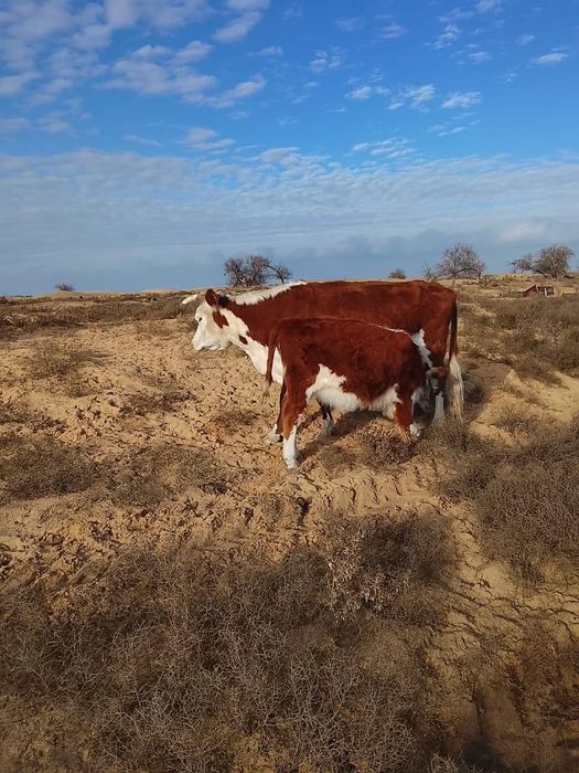 Ұрғашы подсостар бар