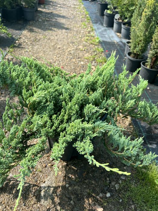 Iarba de pampas . Si multe alte speci de plante