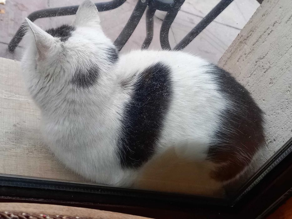 Красиво дългокосместо коте търси дом София