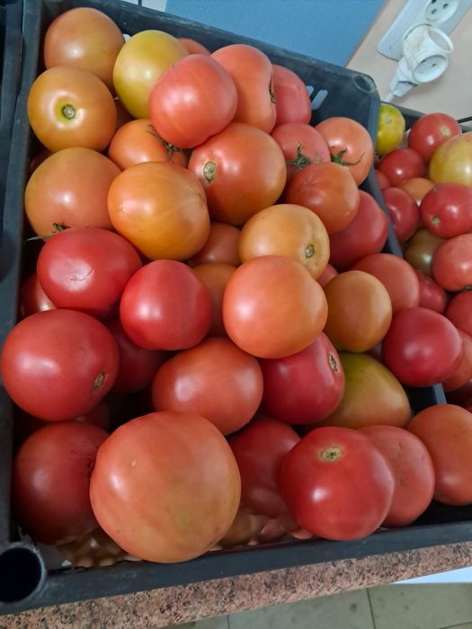 Продам свежие баклажаны перец   помидоры