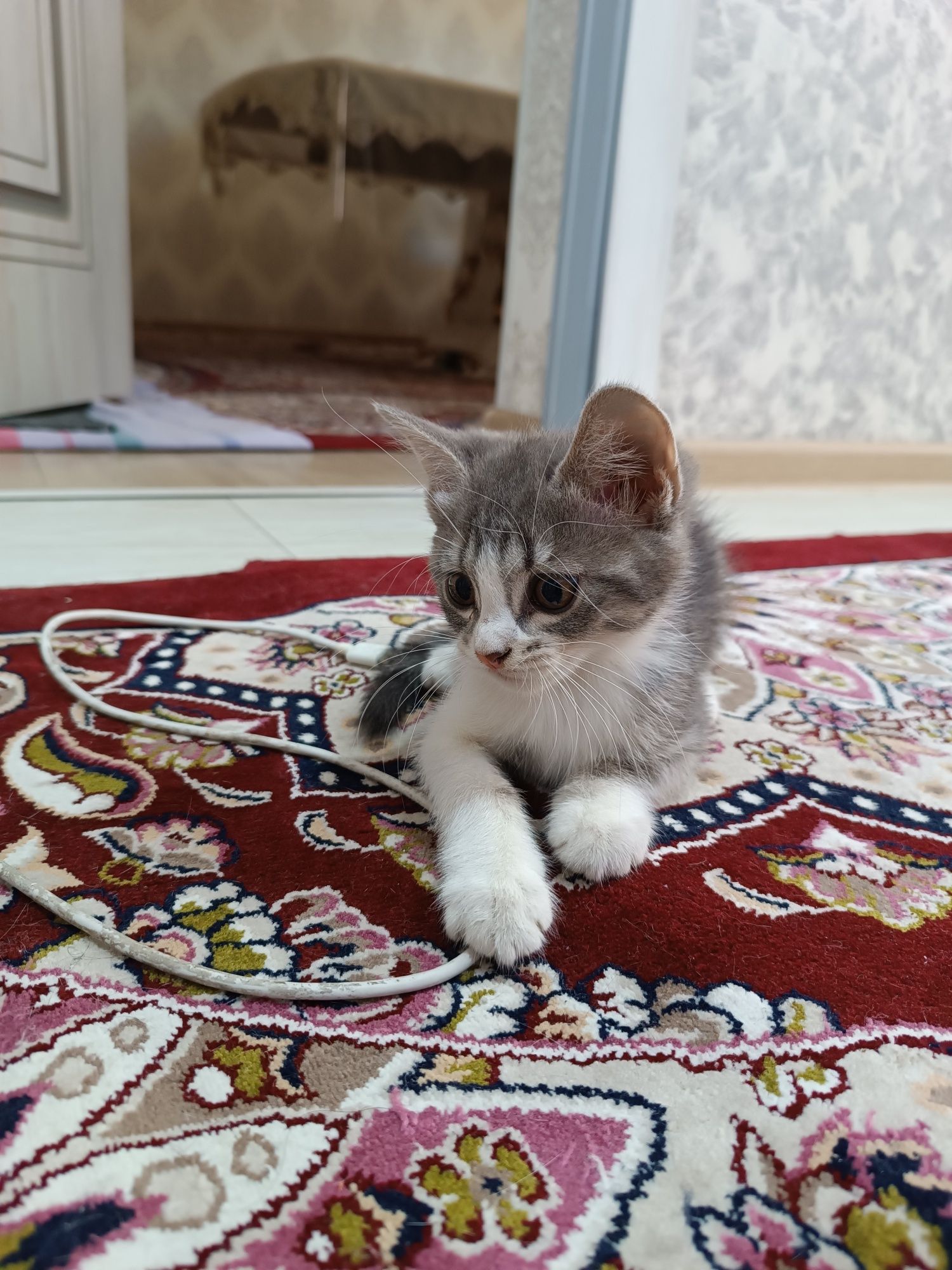 Asal mushukcha 2 oylik qiz